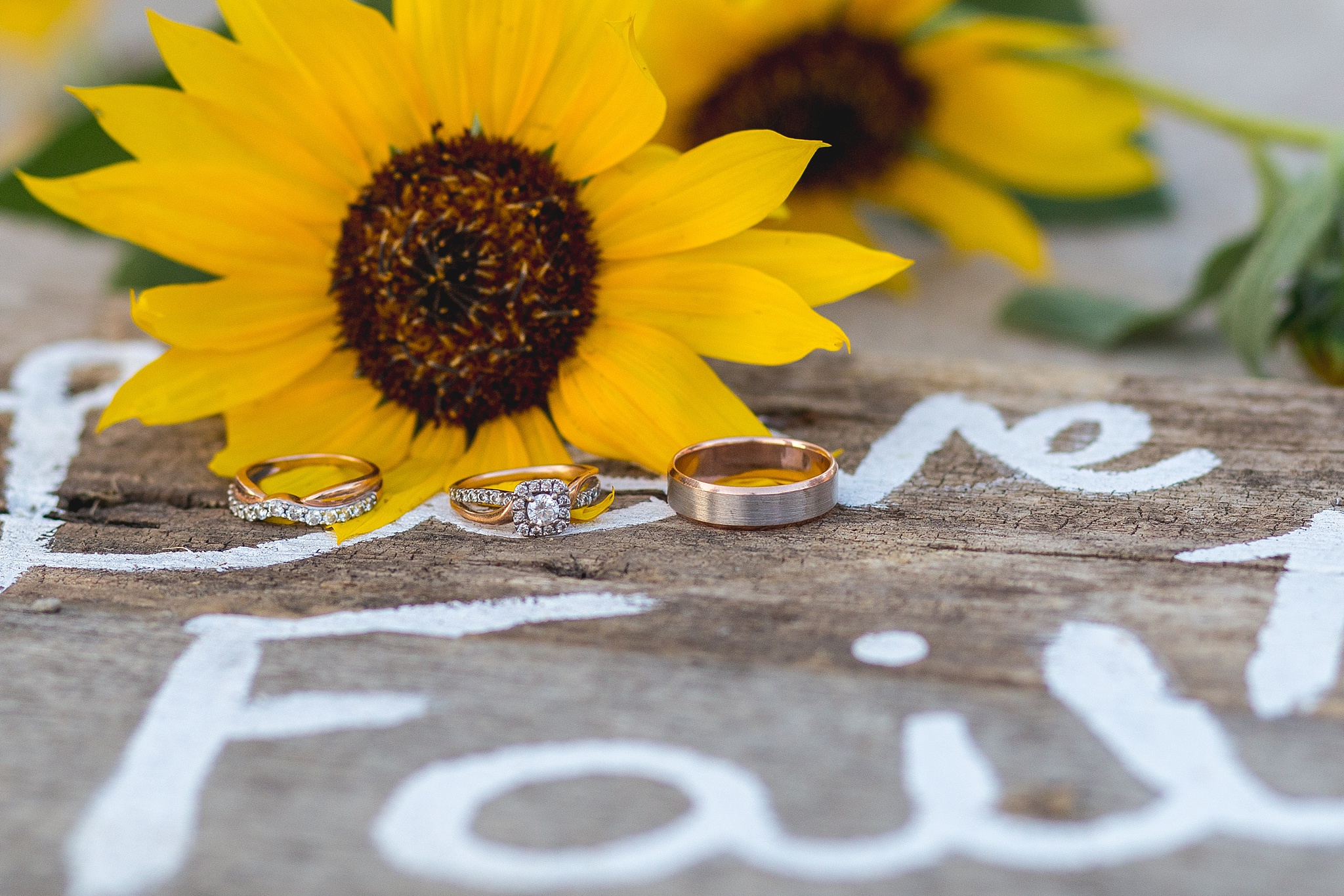 Wedding rings with sunflower. Katie & Jake’s Castle Rock Wedding at the Douglas County Fairgrounds by Colorado Wedding Photographer, Jennifer Garza. Colorado Wedding Photographer, Colorado Wedding Photography, Douglas County Fairgrounds Wedding Photography, Castle Rock Wedding Photography, Castle Rock Wedding Photographer, Colorado Wedding Photography, Colorado Wedding Photographer, Colorado Wedding, Rustic Wedding, Colorado Bride, Rocky Mountain Bride