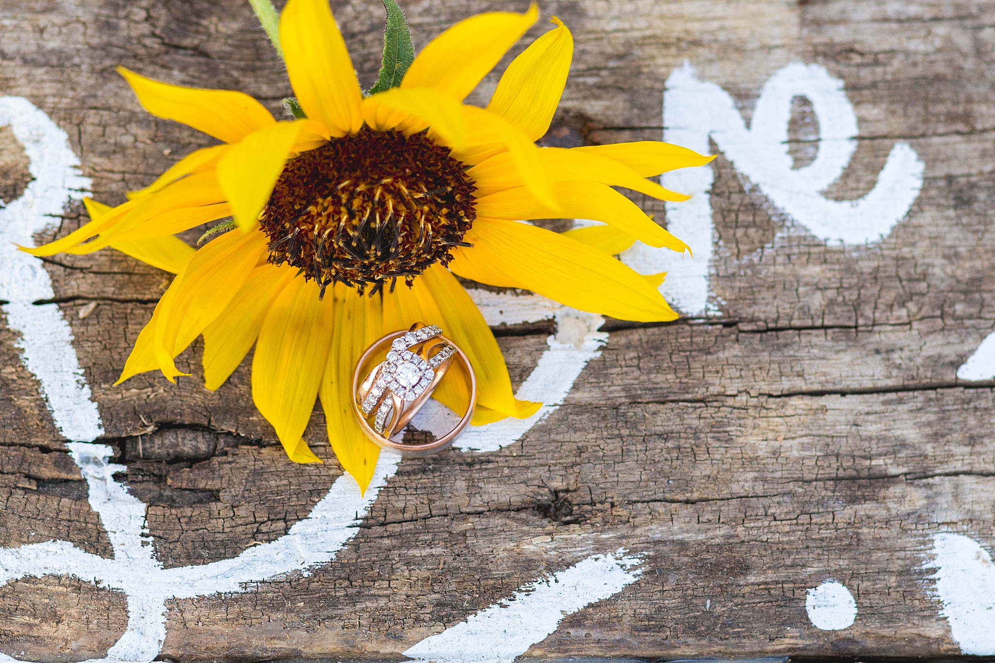 Wedding rings with sunflower. Katie & Jake’s Castle Rock Wedding at the Douglas County Fairgrounds by Colorado Wedding Photographer, Jennifer Garza. Colorado Wedding Photographer, Colorado Wedding Photography, Douglas County Fairgrounds Wedding Photography, Castle Rock Wedding Photography, Castle Rock Wedding Photographer, Colorado Wedding Photography, Colorado Wedding Photographer, Colorado Wedding, Rustic Wedding, Colorado Bride, Rocky Mountain Bride