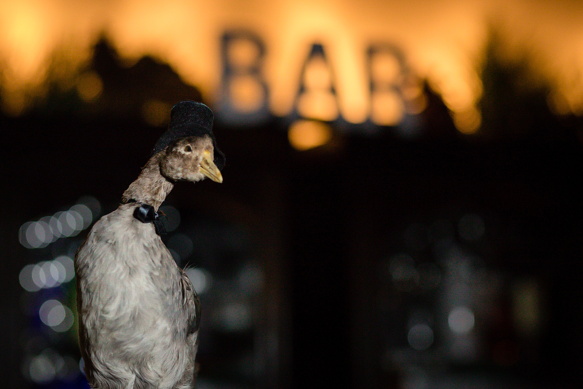 Stuffed bird at the bar during the wedding reception. Sheri & Damon's Colorado Springs Wedgewood Black Forest Wedding by Colorado Wedding Photographer, Jennifer Garza. Colorado Wedding Photographer, Colorado Wedding Photography, Colorado Springs Wedding Photographer, Colorado Springs Wedding Photography, Wedgewood Weddings, Wedgewood Weddings Black Forest, Wedgewood Black Forest, Colorado Wedding, Mountain Wedding, Rocky Mountain Bride, Colorado Bride