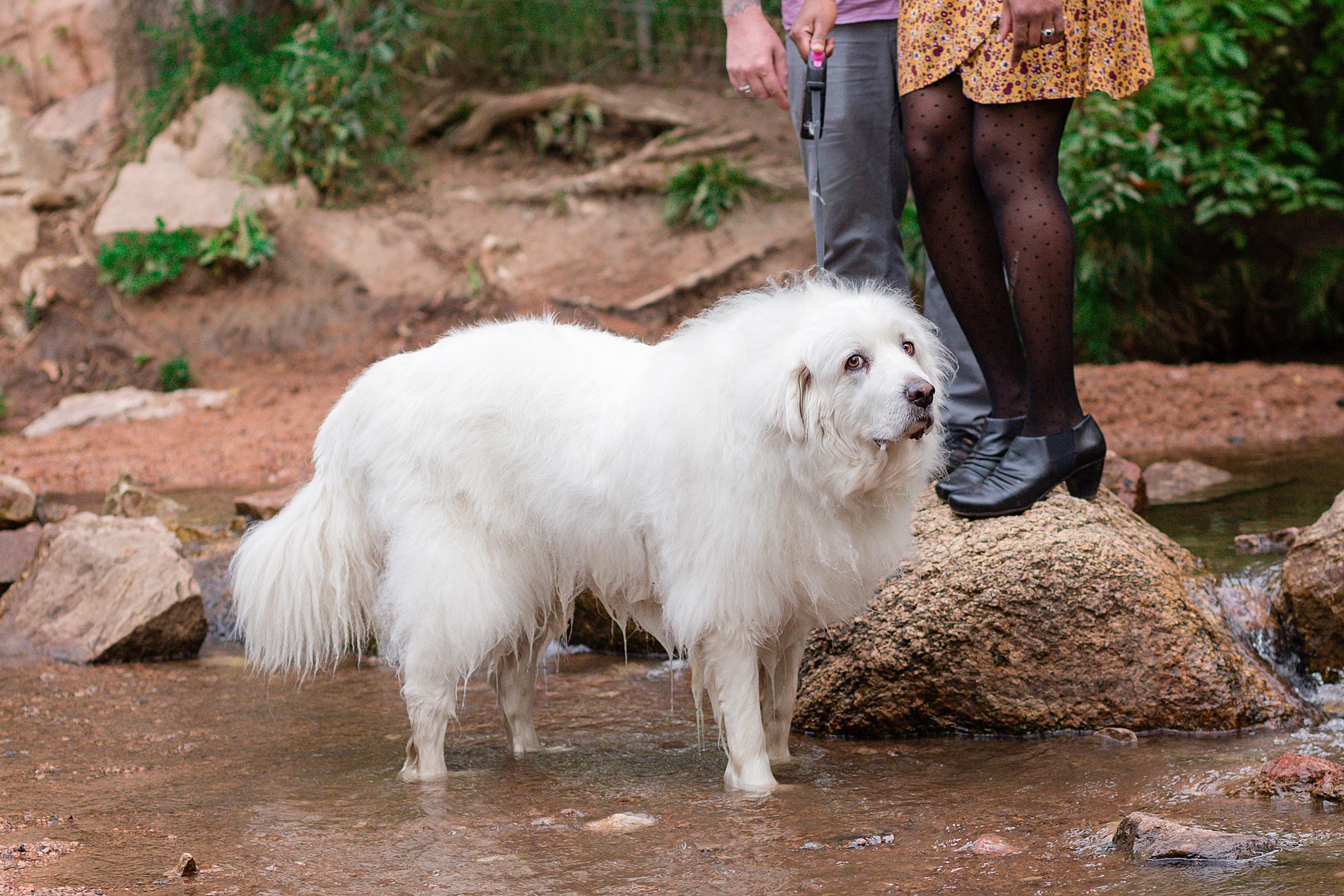 Latrice & Drew's Bear Creek Dog Park & Colorado Springs Engagement Session by Colorado Engagement Photographer, Jennifer Garza. Colorado Engagement Photographer, Colorado Engagement Photography, Colorado Springs Engagement Photographer, Colorado Springs Engagement, Bear Creek Dog Park, Dog Engagement Photos, Dog Park Engagement Session, Engagement Photos, Wedding Inspo, Couples Goals, Rocky Mountain Bride, Colorado Bride